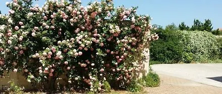 Tatil Evi Fiorite Riola Sardo